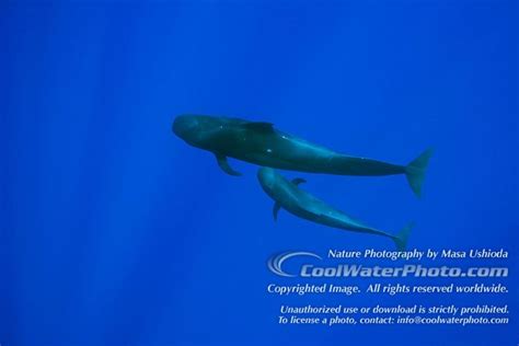 Short Finned Pilot Whale Mother And Calf