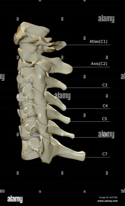 Vertebras cervicales anatomia fotografías e imágenes de alta resolución