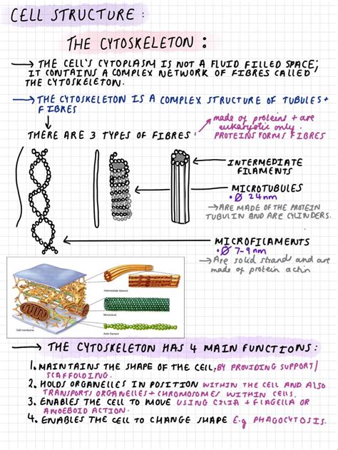 Cytoskeleton Biology Ocr A Level Revision Notes Cell Biology Notes