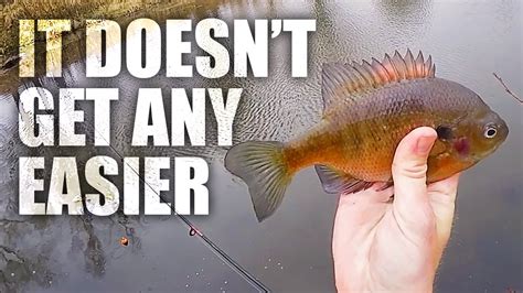 Bluegill Bobber Fishing Beginners Guide How To Catch Bluegill YouTube