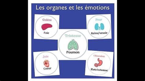 Les Organes Et Les Motions Youtube