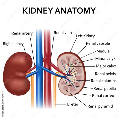 Diagram of human kidney anatomy. Stock Vector | Adobe Stock