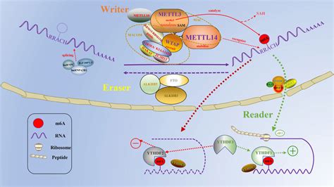 Molecular Composition Of The M⁶a Rna Methylation M⁶a Is Installed By