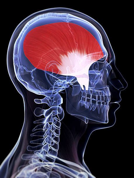 Temporalis Muscle Stock Photos, Pictures & Royalty-Free Images - iStock