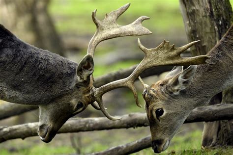 Photos Le Brame Du Cerf Au Parc De Sainte Croix Un Rituel Majestueux