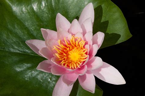 Waterlelie Nymphaea Lake Rose Gratis Foto Op Pixabay Pixabay