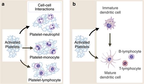 Platelets Versatile Effector Cells In Hemostasis Inflammation And