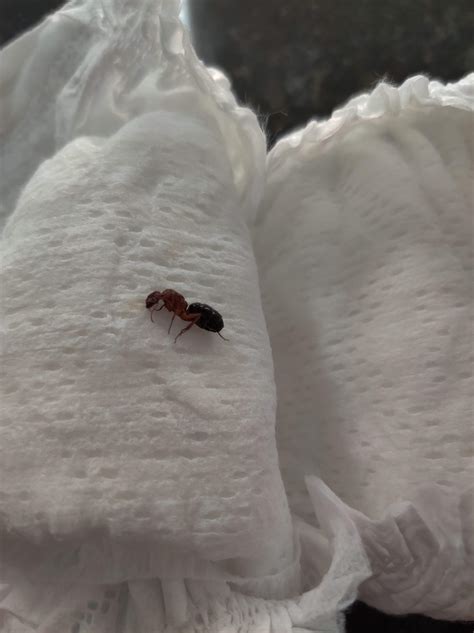 Need Help Iding This Found In An Unused Diaper In My Florida Home R Ants