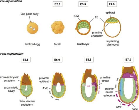 Mammalian Development Developmental Biology Interactive