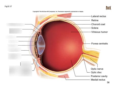 Anatomy Eye Diagram Part I Diagram Quizlet