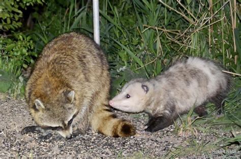 Possum makes a friend. : r/Possums