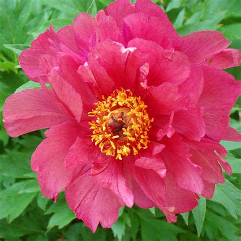Hot Tamale Itoh Peony For Sale Online The Tree Center