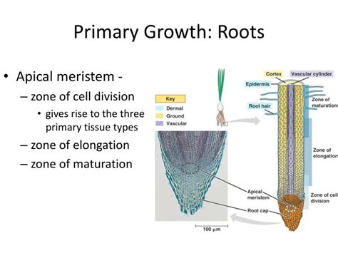 Ppt Plant Structure And Function Ch Powerpoint Presentation Id