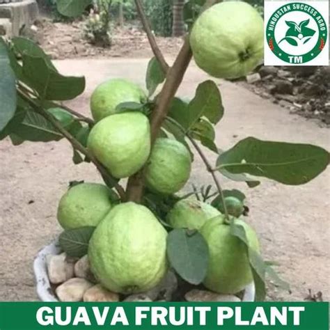 Full Sun Exposure Thai 5 Guava Plant For Garden At Rs 35 Piece In