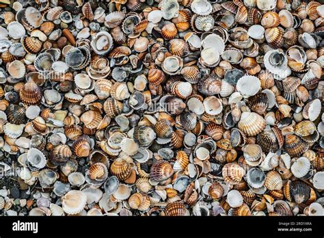 Shells of many types and sizes on the beach Stock Photo - Alamy