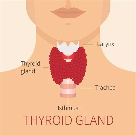 [DIAGRAM] Thymus Gland Function Diagram - MYDIAGRAM.ONLINE