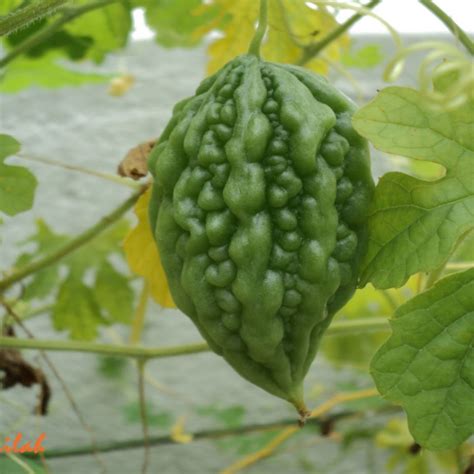 Bitter gourd small Traditional Seeds - GardenHunt