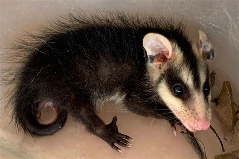 Animais Silvestres Em Casa Saiba O Que Fazer Ao Se Deparar Uma