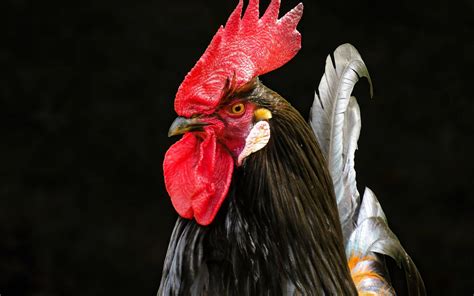 Top 999 Rooster Wallpaper Full HD 4K Free To Use