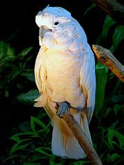 Category:Birds in Bloedel Floral Conservatory - Wikimedia Commons