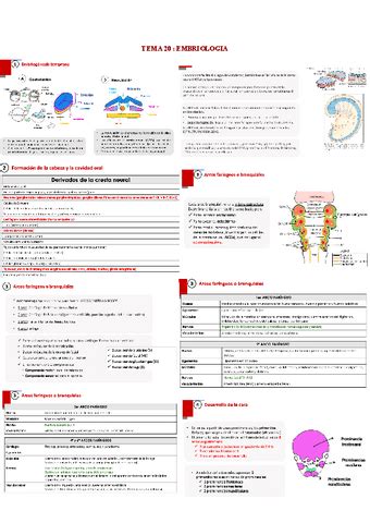 TEMA 20 EMBRIOLOGIA Pdf