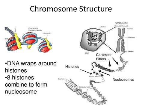 carries genetic information powerpoint
