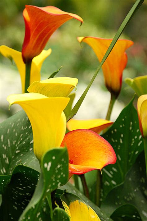 Cala Lilies Viewpoint Photographic Art Center