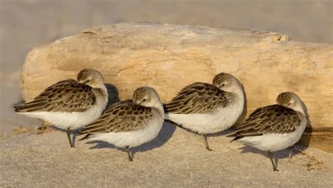 Por Qu Las Aves Se Paran En Una Pata El Motivo Y Otras Curiosidades