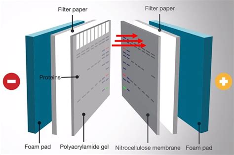 Western Blot Transfer Methods Thermo Fisher Scientific Fr