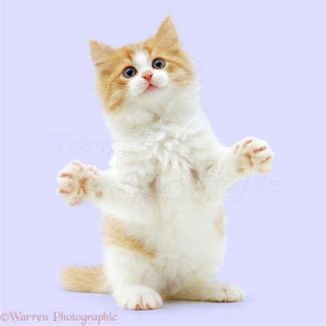 Ginger And White Kitten Reaching Out With Paws Up Photo Wp02647