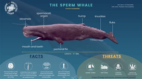 Largest Sperm Whale