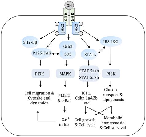 Gh Acts Via A Variety Of Signal Transduction Pathways Multiple Gh Download Scientific Diagram