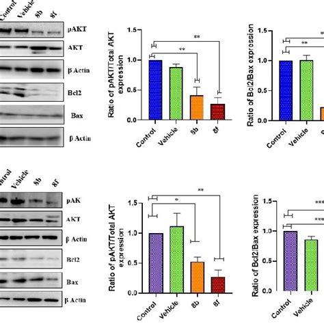 Western Blot Expression Of Pakt 1 Akt Bcl2 And Bax Cells Treated With Download Scientific