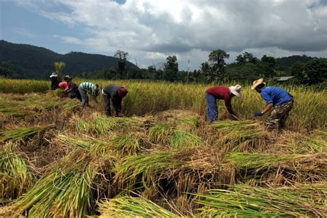 How Thailands Economy Is Recovering Through Agriculture And Rice