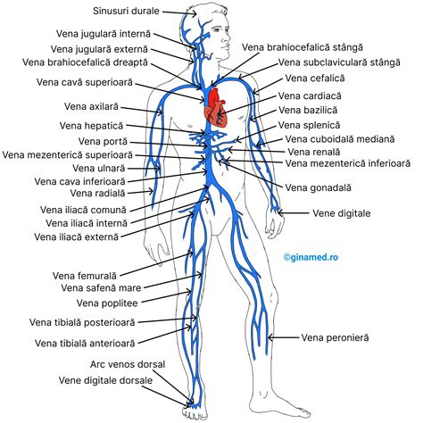 Sistemul Cardiovascular Biologie Barrons Ginamed