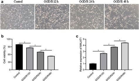 Expression Of Malat In Ogd R Induced Ht Cell Model A Representative