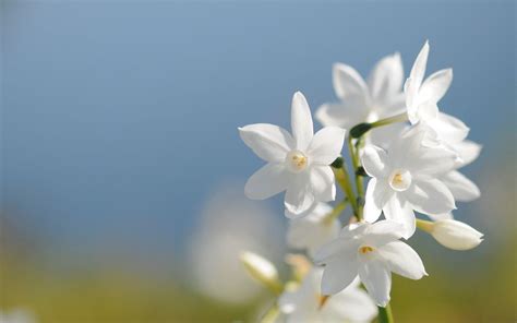 Jasmine Flower Wallpapers - Wallpaper Cave