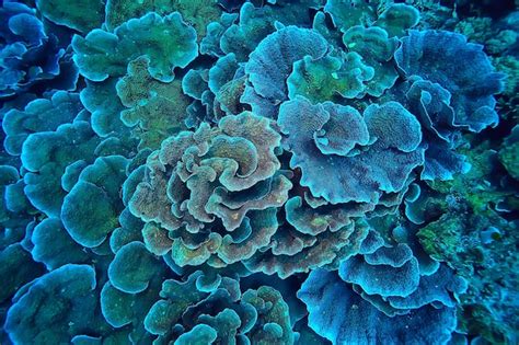 Premium Photo Coral Reef Macro Texture Abstract Marine Ecosystem