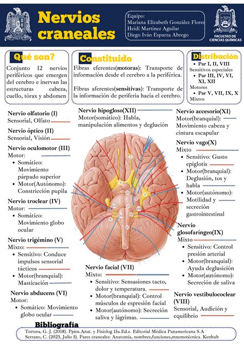 1Nervios Craneales Hallo Principios de anatomía y fisiología