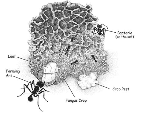 Leaf Cutter Ant Fungus