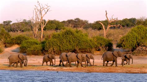 Free Images Adventure Wildlife Herd Grazing Fauna Savanna Plain