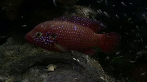 Jewel Cichlids Hemichromis Lifalili Youtube