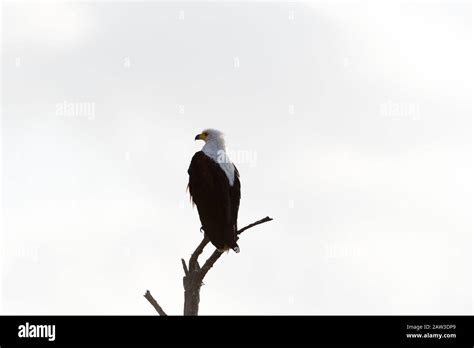 African Fish Eagle Portrait Stock Photo Alamy