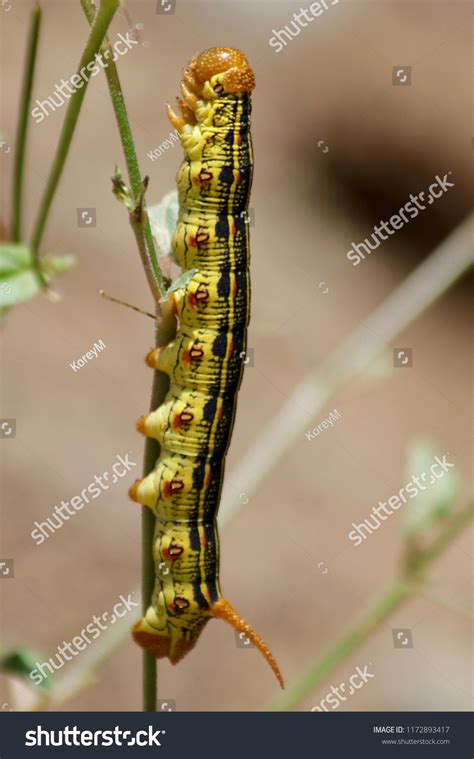 Close Whitelined Sphinx Hyles Lineata Caterpillar Stock Photo