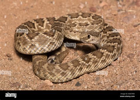 A Yearling Northern Mojave Rattlesnake Crotalus Scutulatus Scutulatus