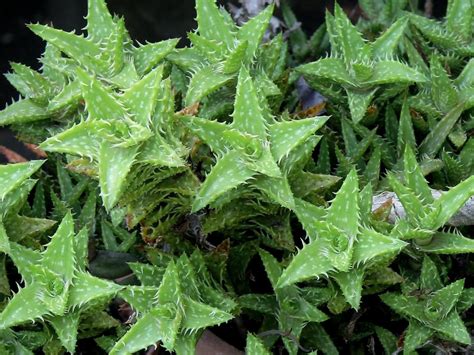 Tipos De Aloe Para Decorar Tu Patio O Terraza