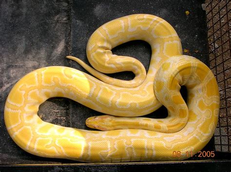 Yellow Python This Is A Matured Male Burmise Python In Yel Flickr