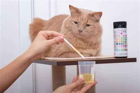 Cat Urinary Tract Infections Causes And Recovery Clearlake Veterinary