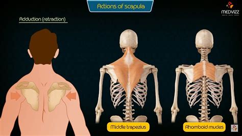 17 Muscles Of The Scapula