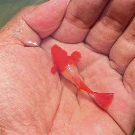 Jual Ikan Guppy Albino Koi Red Ear Gen King Koi Induk Pasang Kab